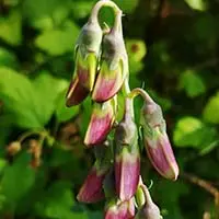 Whispeara Mucuna Pruriens (L-Dopa Bean)